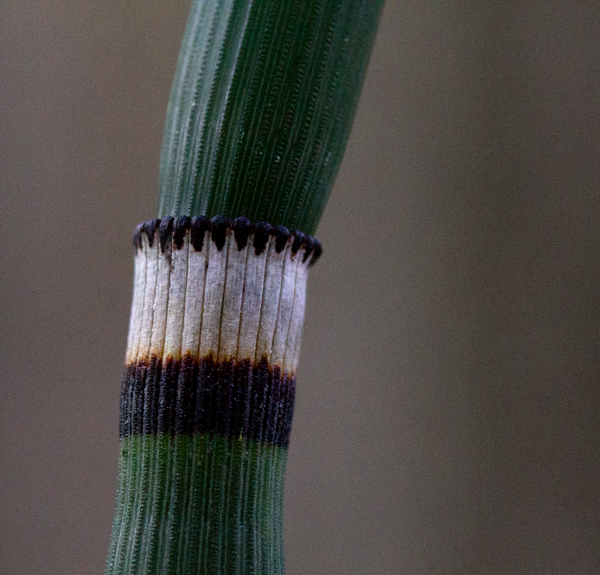 horse tail