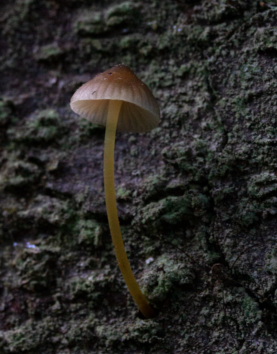 shroom