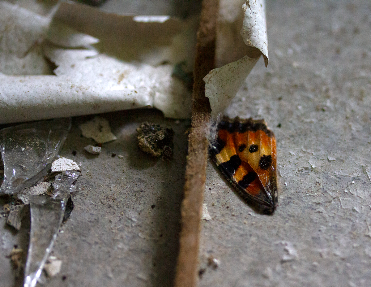 butterfly no more