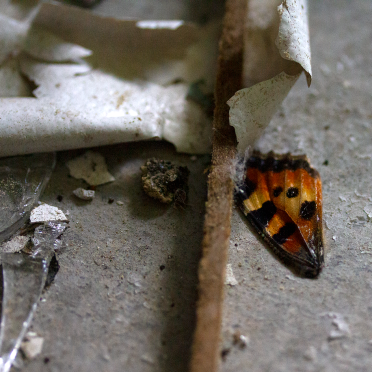 butterfly no more