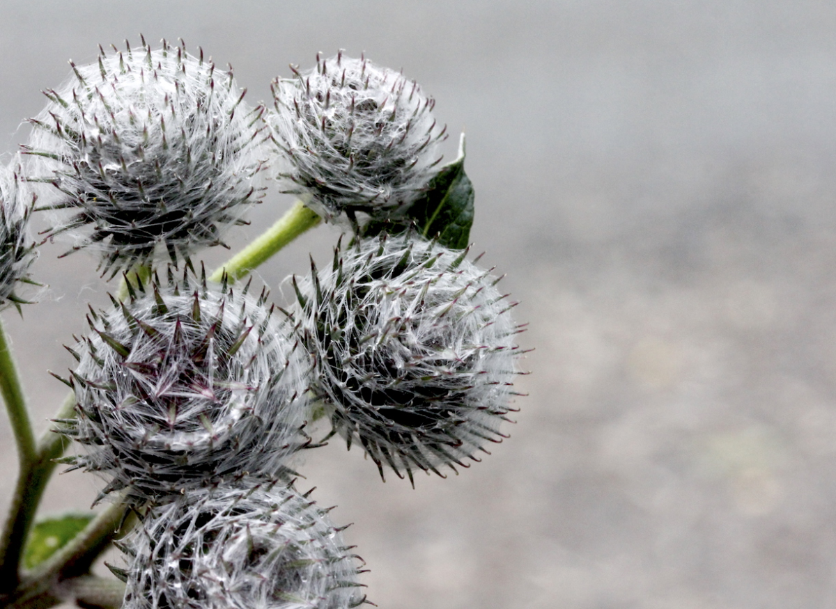 thistles