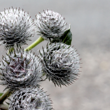 thistles