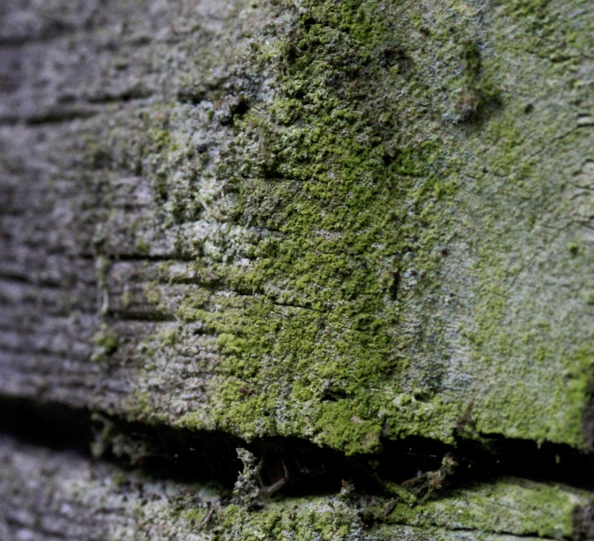 greenery