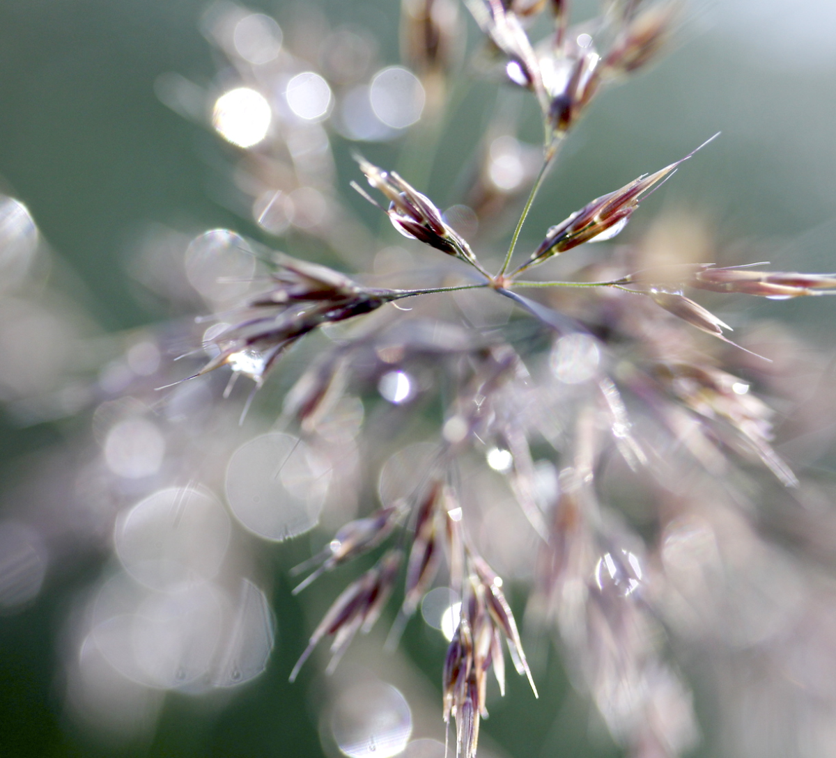 sparkles