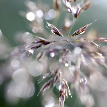 sparkles