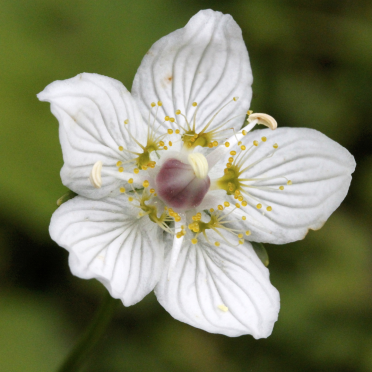 marsh grass of Parnassus / bog-star