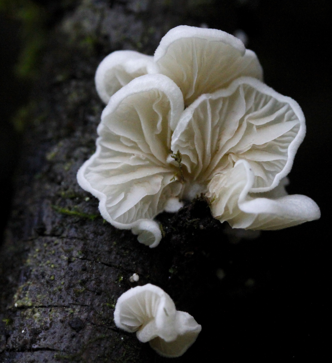 shrooms