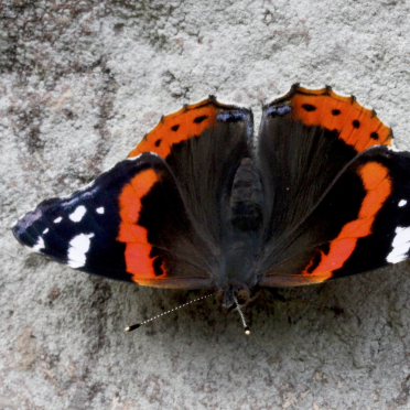 red admiral