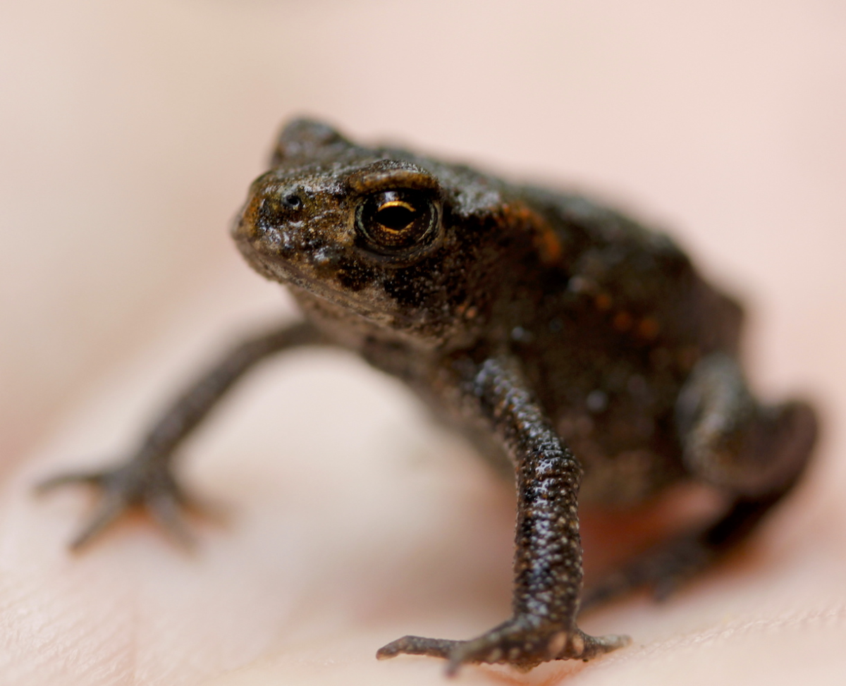 frog