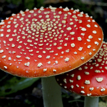 fly agaric 
