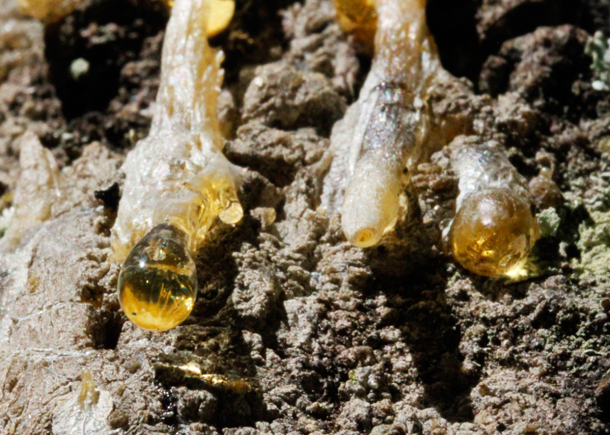 pine resin