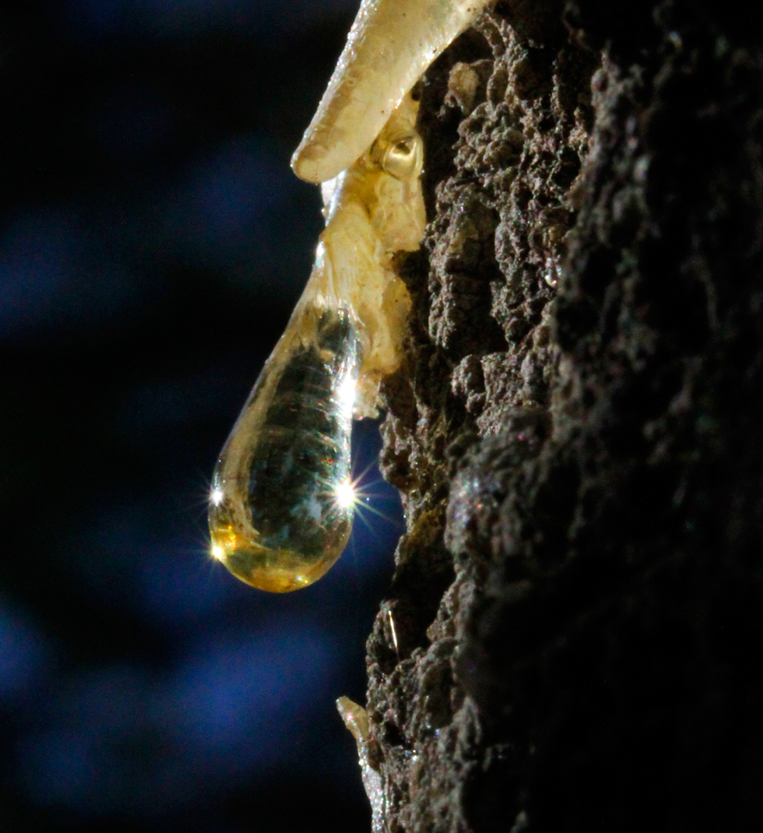 pine resin