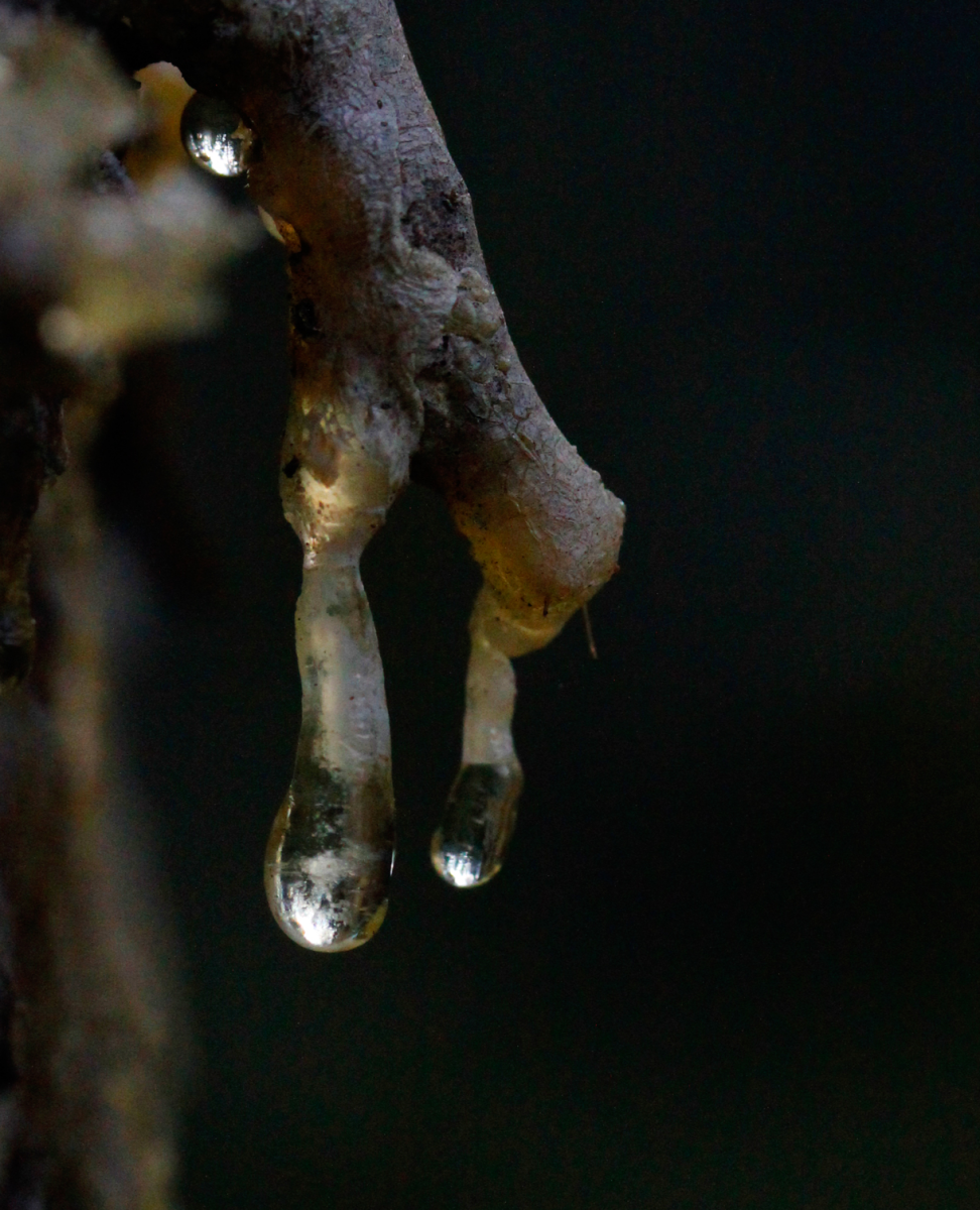 pine resin