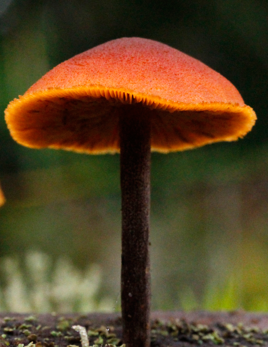shroom