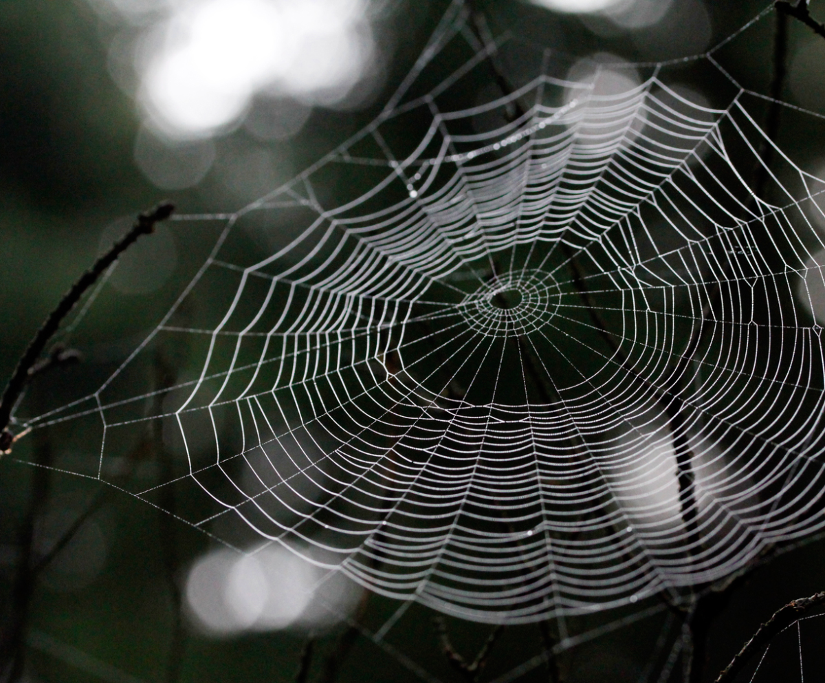 web