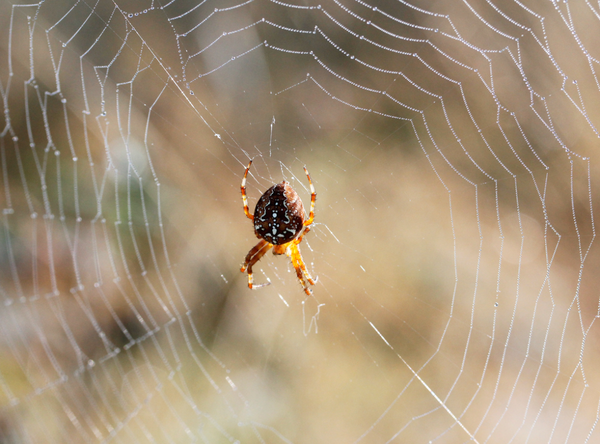 european garden spider