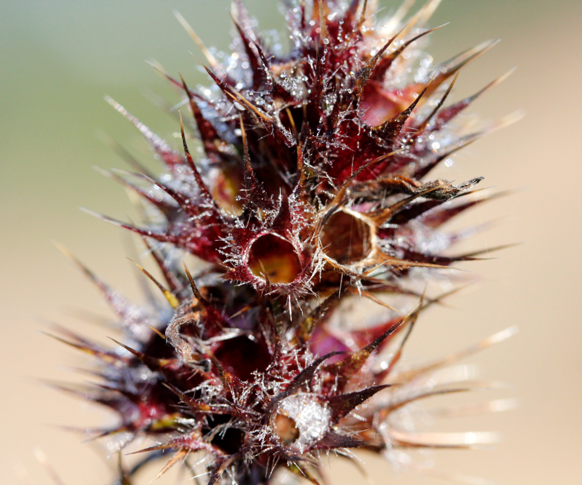 seed pods