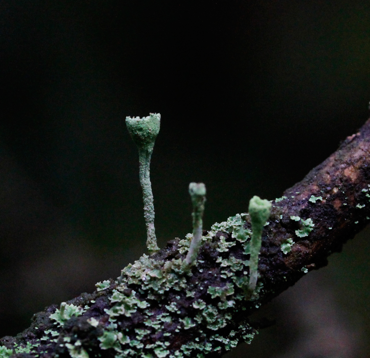 pixie cup lichen
