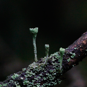 pixie cup lichen