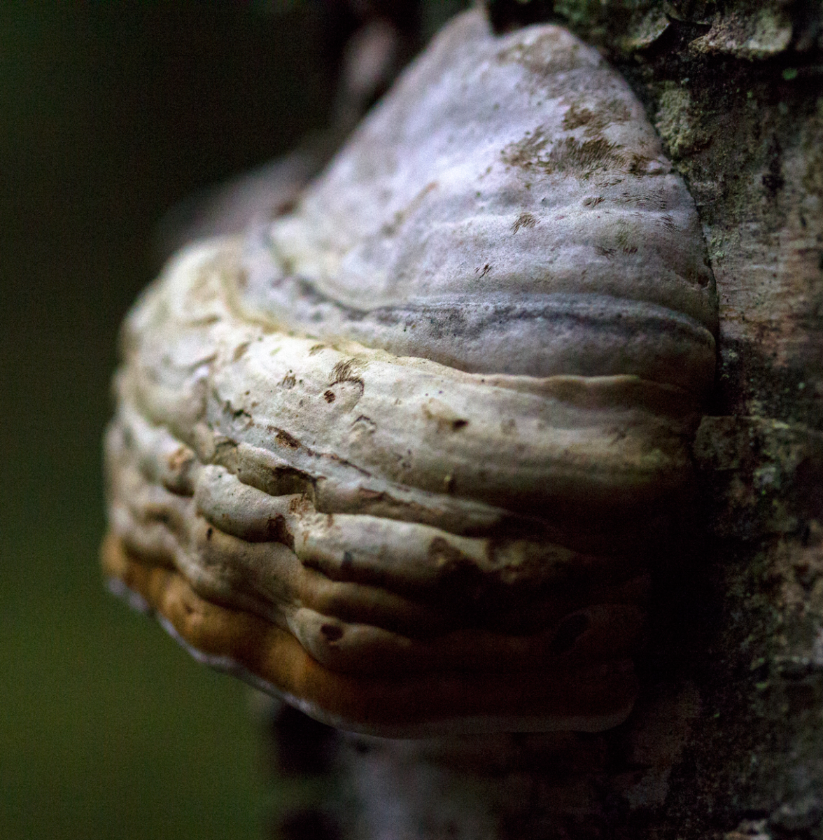 shelf fungi