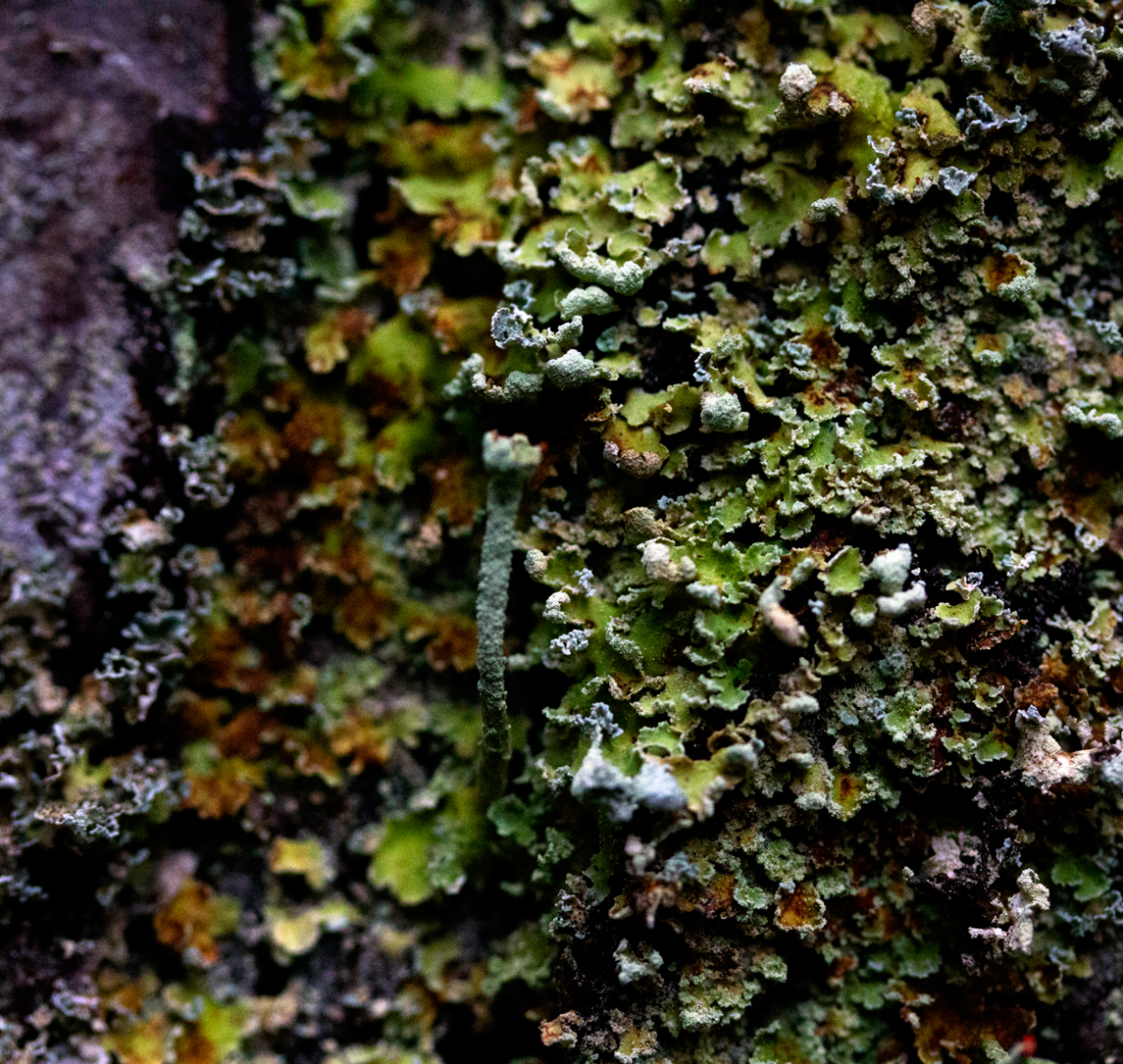 fungi, lichen, moss?