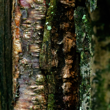 tree and its friends and foes…