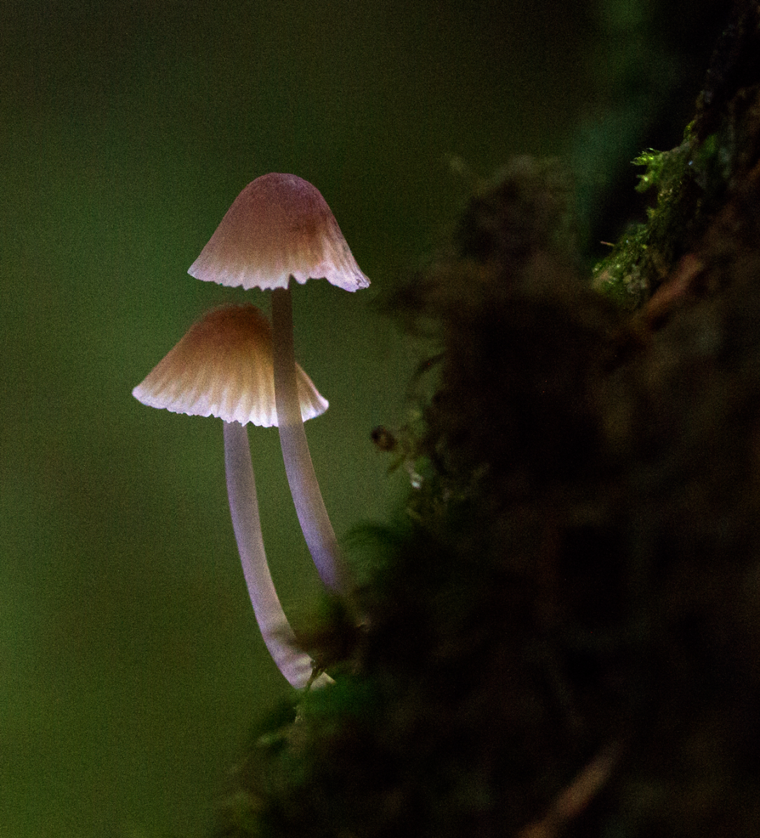 beautiful shrooms
