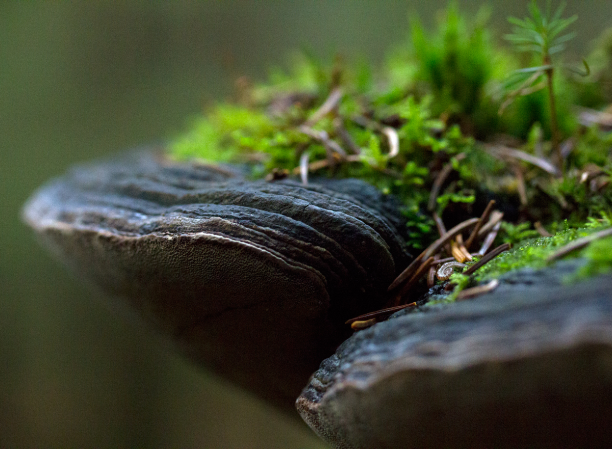 shelf fungi