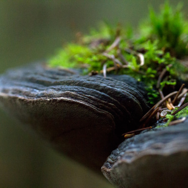 shelf fungi