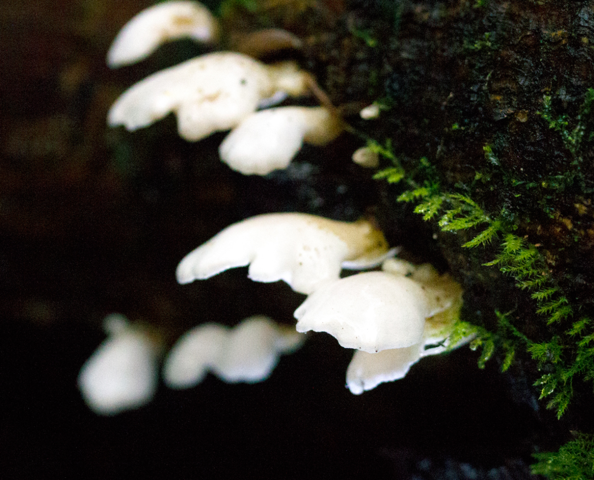fungi 