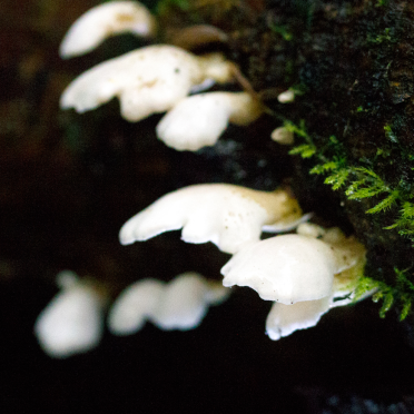 fungi 