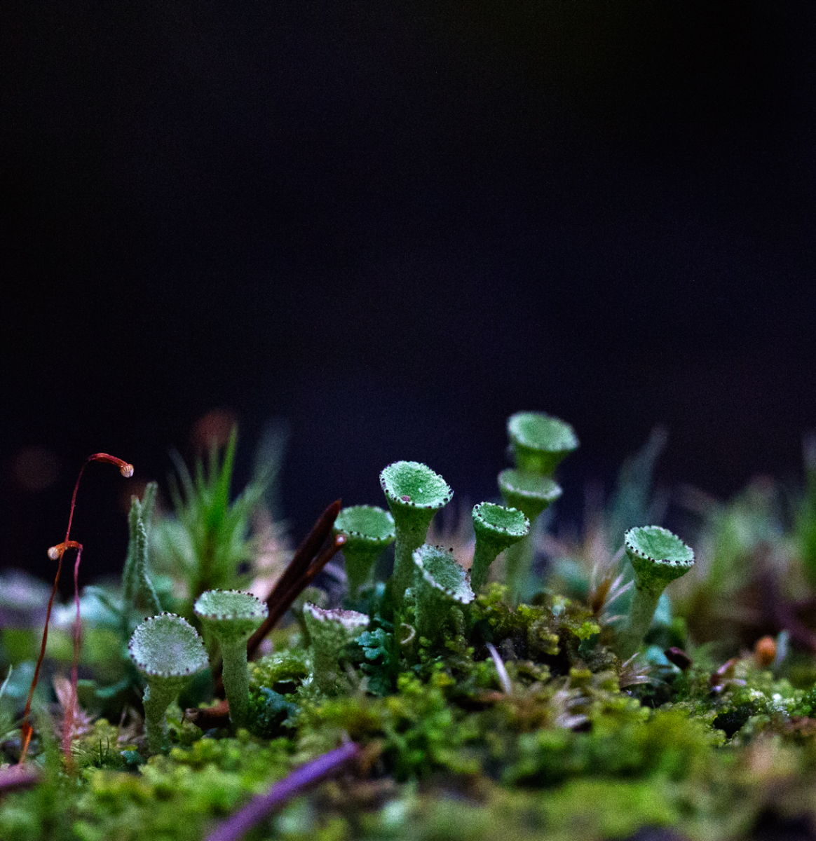 lichen and moss