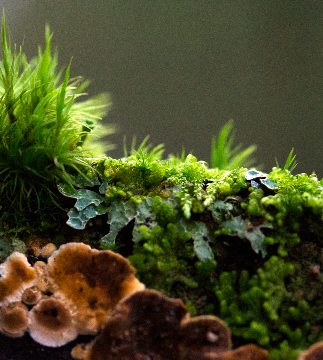 feast of fungi, lichen, and moss