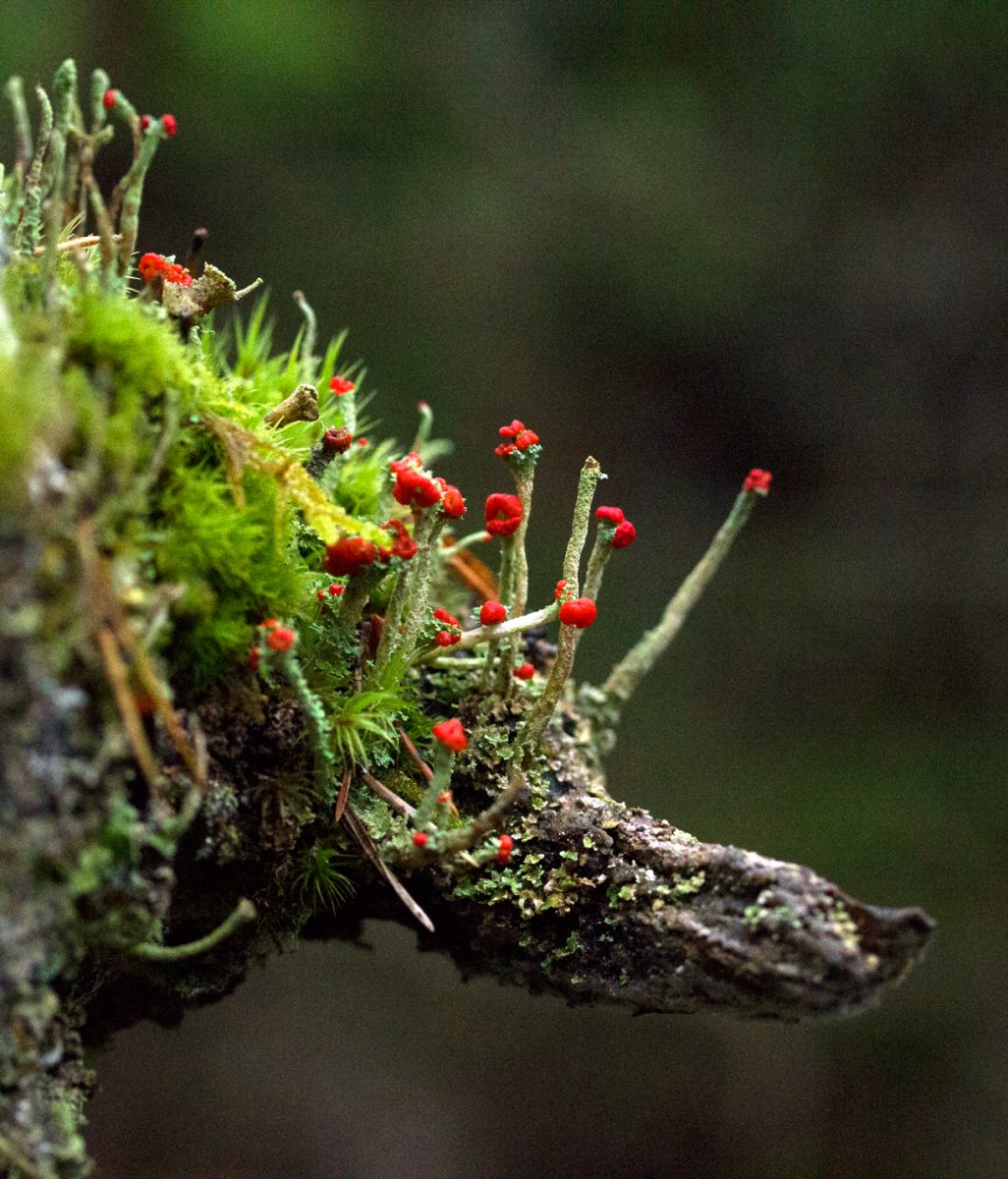moss, lichen