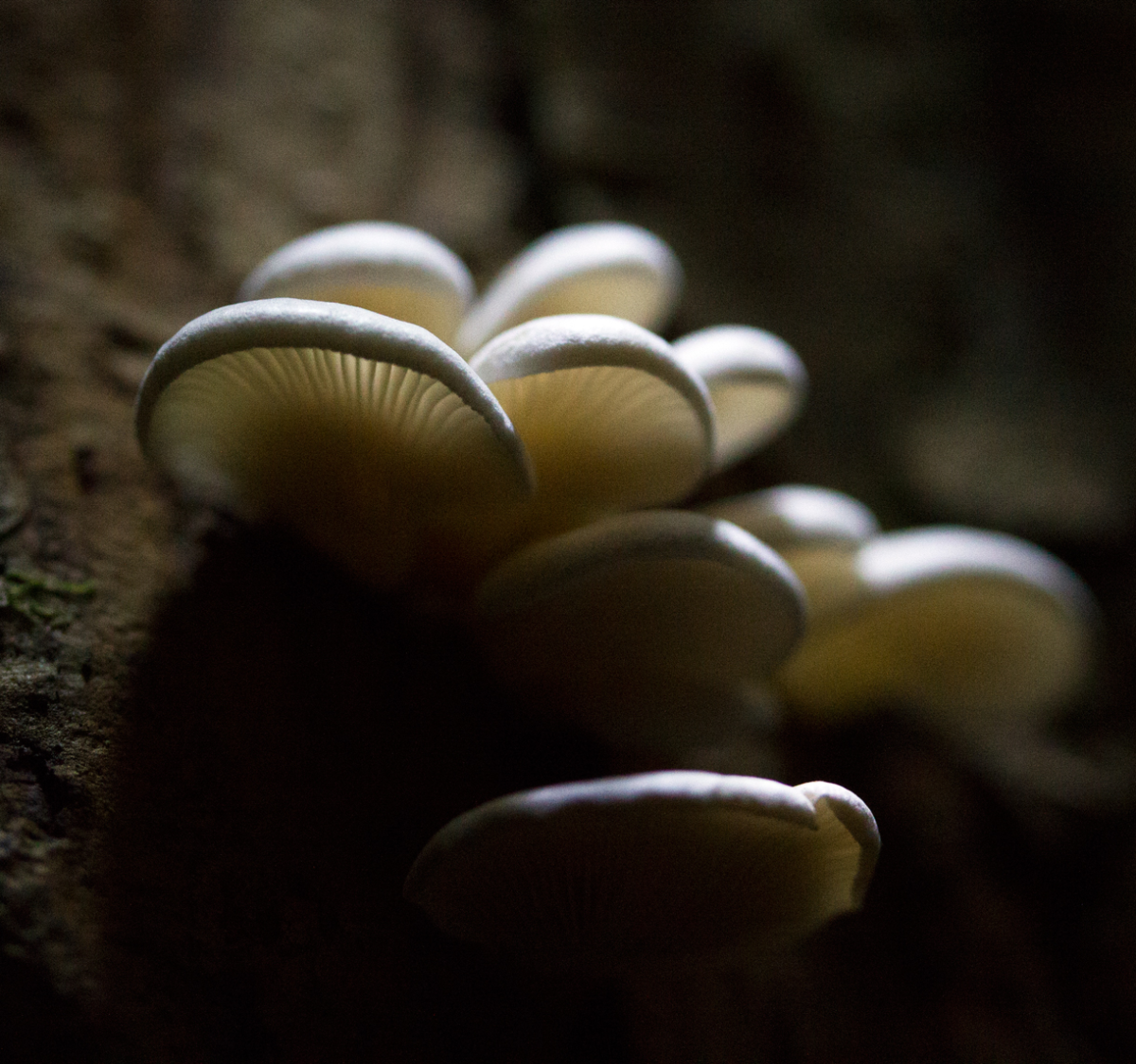 beautiful shrooms