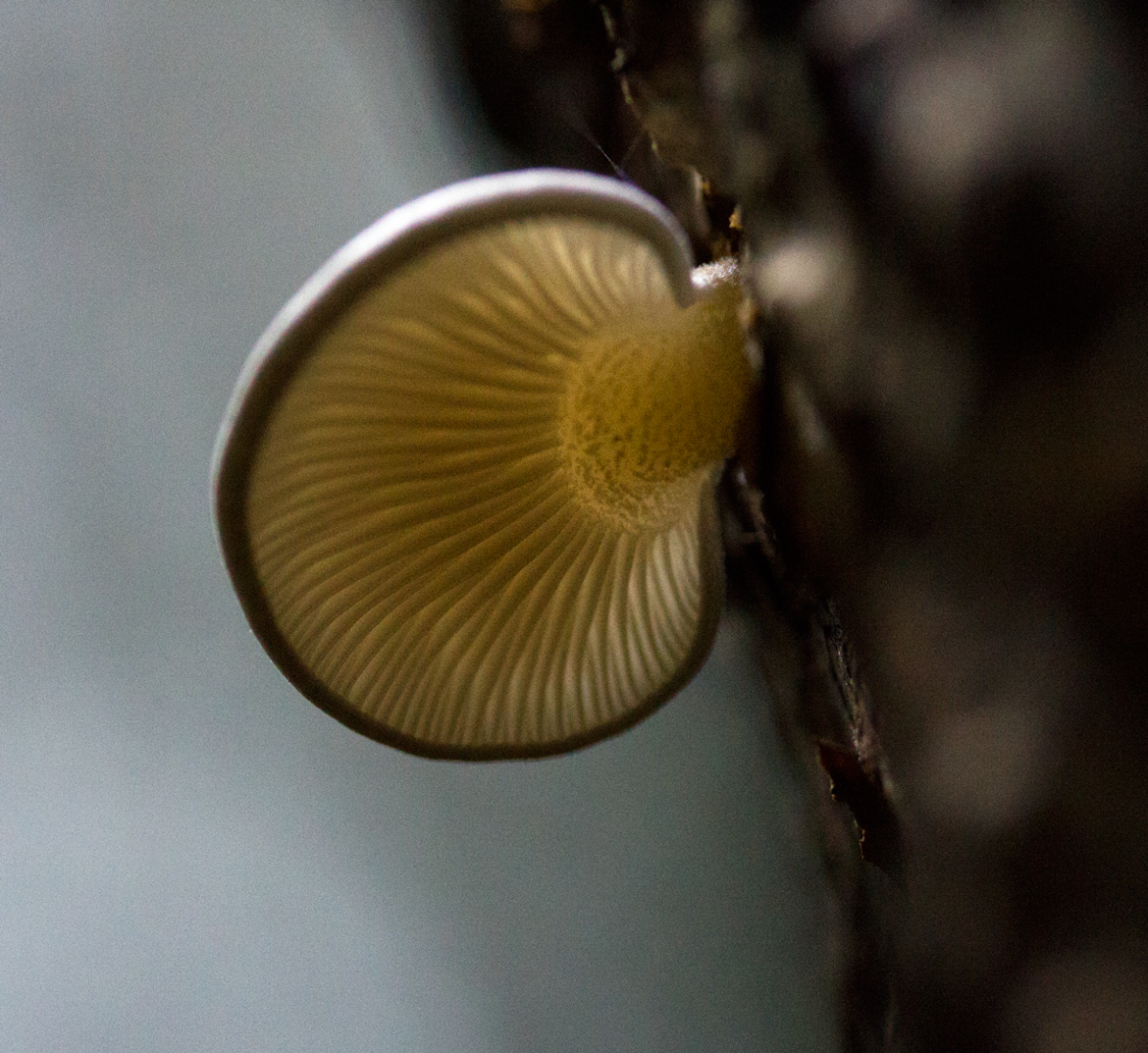 beautiful shroom