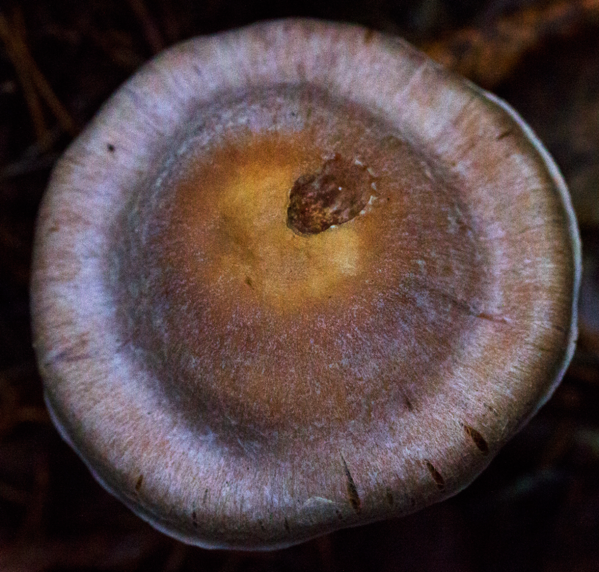 shroom
