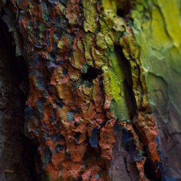 graffiti on bark