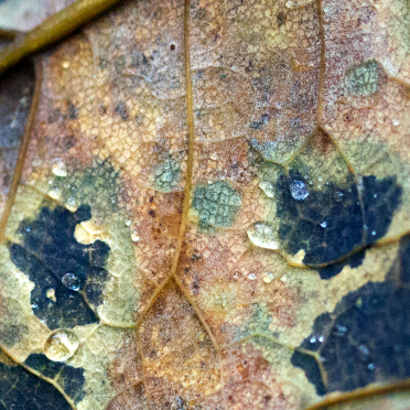 leaf