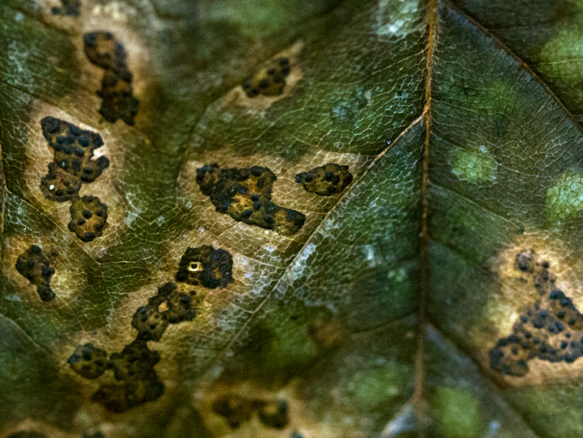 leaf