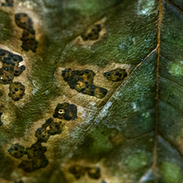 leaf