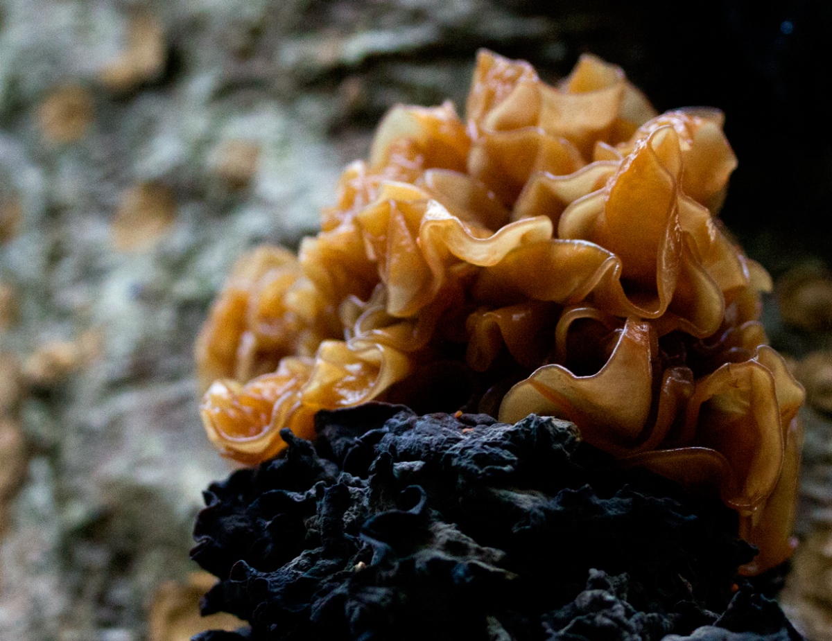 fungi…