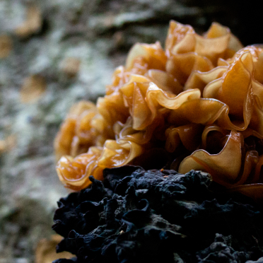 fungi…