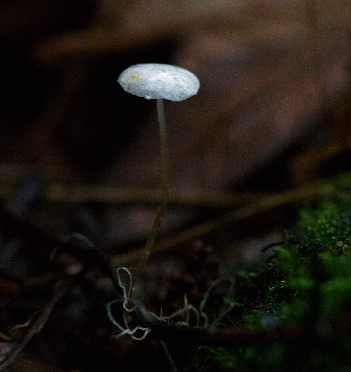 TINY shroom