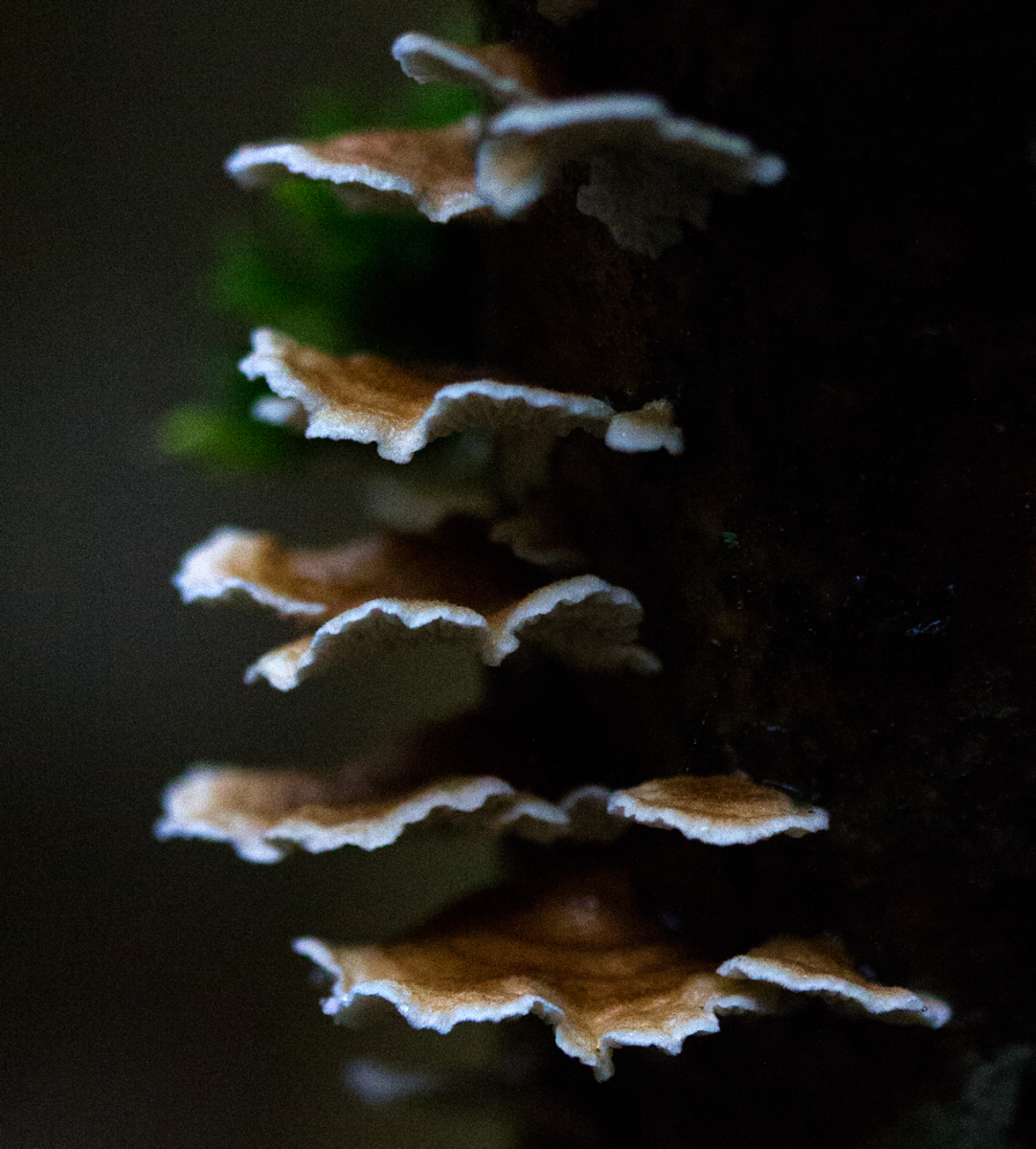 shrooms