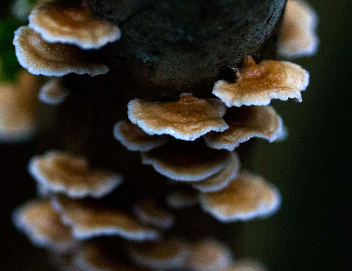 shrooms
