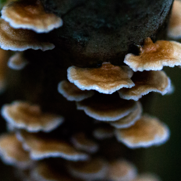 shrooms