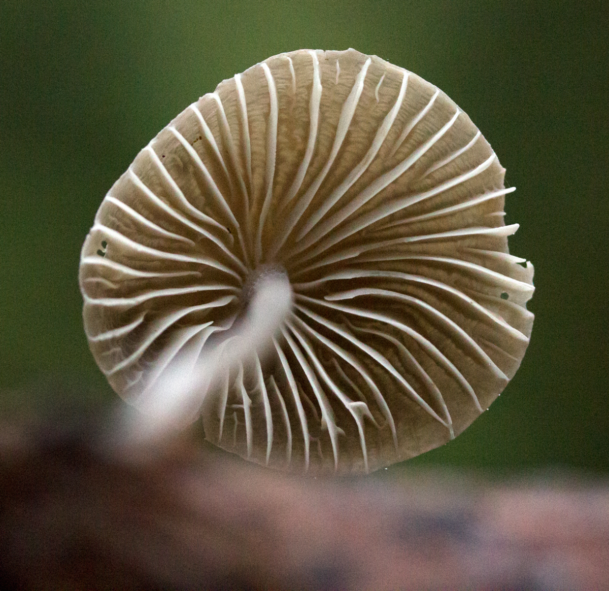 shroom
