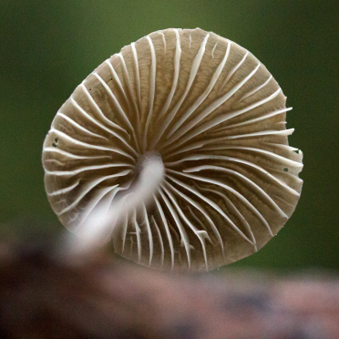 shroom