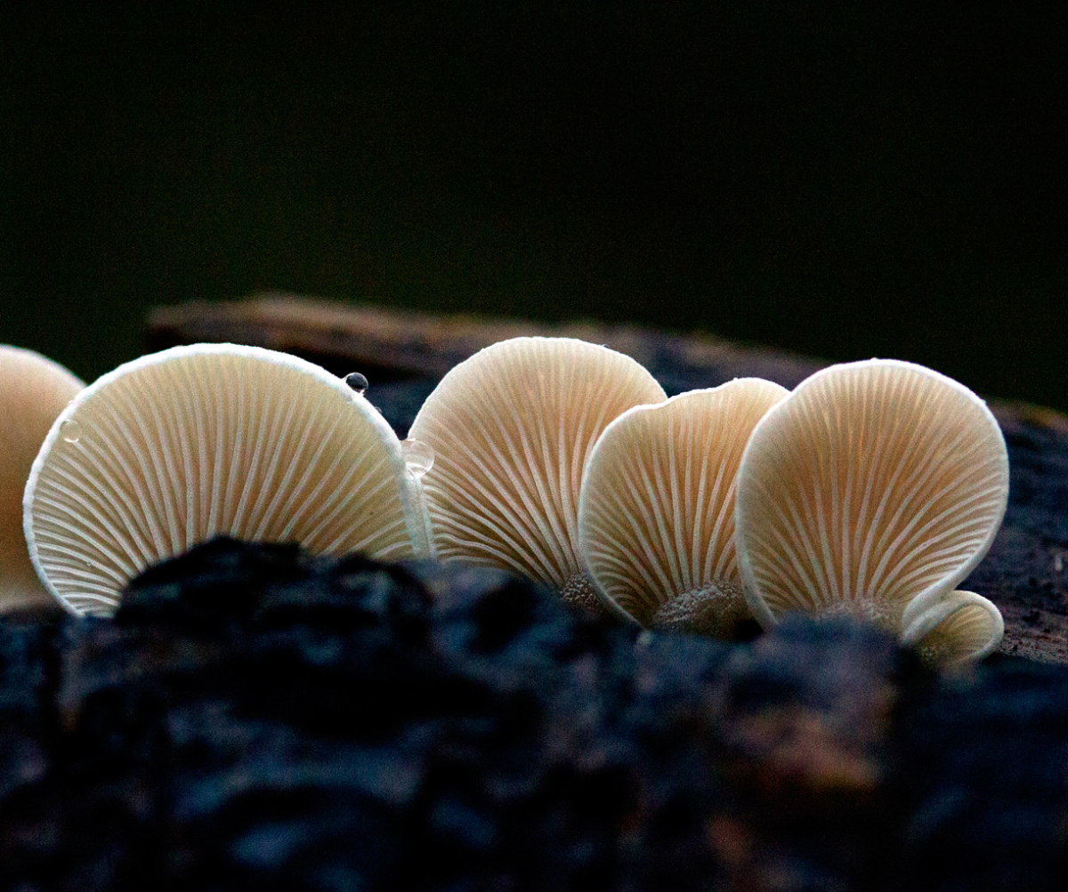 shroomies